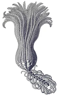 Historic illustration, tablet 20