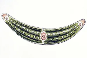 Historic illustration, tablet 24