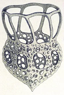 Historic illustration, tablet 3