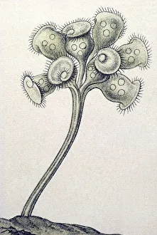 Historic illustration, tablet 3