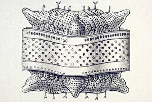 Historic illustration, tablet 4