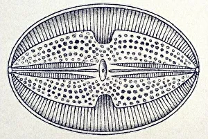 Historic illustration, tablet 4