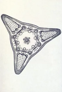 Historic illustration, tablet 4