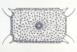 Historic illustration, tablet 4