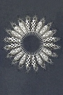 Historic illustration, tablet 5