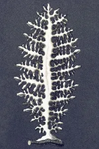 Historic illustration, tablet 5