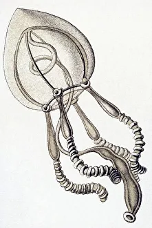 Historic illustration, tablet 6