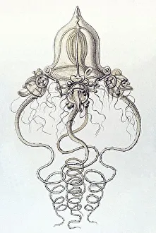 Historic illustration, tablet 6