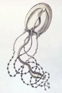 Historic illustration, tablet 6