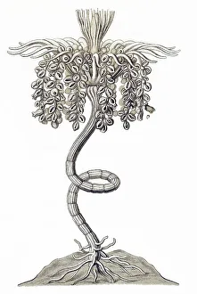 Historic illustration, tablet 6