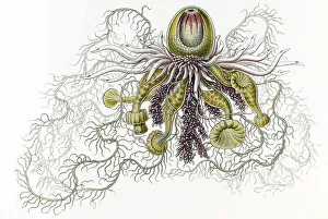Historic illustration, tablet 7