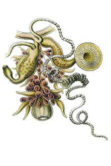 Historic illustration, tablet 7