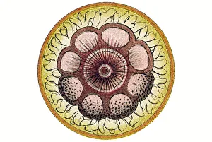 Historic illustration, tablet 7