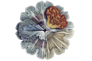 Historic illustration, tablet 8