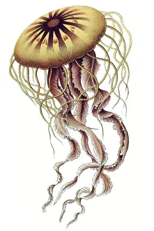Historic illustration, tablet 8