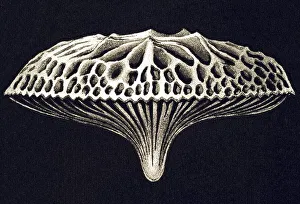 Historic illustration, tablet 9