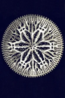 Historic illustration, tablet 9