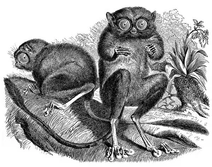 Historic illustration of tarsiers (Tarsiidae)