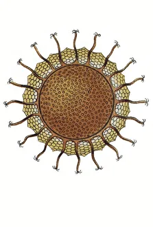 Historic illustration, title Bryozoa