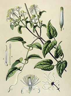 Historic illustration, Traveler's Joy (Clematis vitalba)