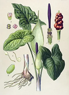 Historic illustration, Wild Arum (Arum maculatum)
