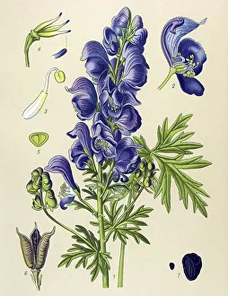 Historic illustration, Wolf's Bane (Aconitum napellus)