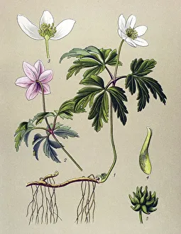 Historic illustration, Wood Anemone (Anemone nemorosa)