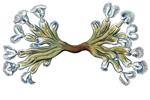 Historic illustrations, title Bryozoa