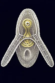 Historic ilustration, Sea Urchin (Echinoidea)