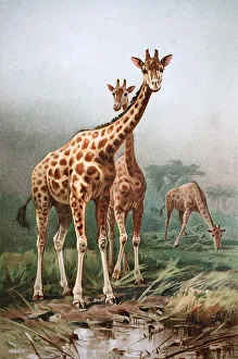 Historic image of the Rothschild giraffe (Giraffa camelopardalis rothschildi)