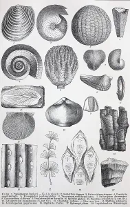 Historic images of various remains from the Palaeozoic
