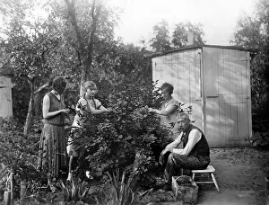 Historic photograph, berry harvest in an allotment garden