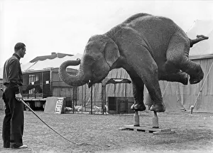 Historic photograph, elephant performing a handstand on bottles