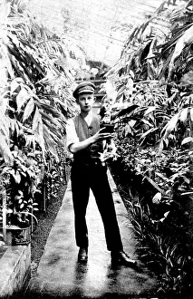 Historic photograph, gardener in a greenhouse