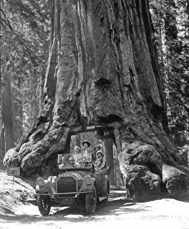Historic picture, man driving through a sequoia