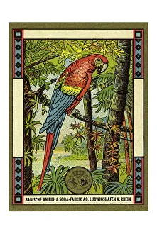 Historical advertisement picture
