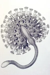 Historical book illustration, Table 19