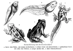 Historical chart showing the development of frogs