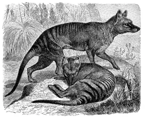 Historical graphic representation