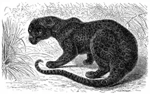 Historical graphic representation