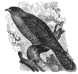 Historical graphic representation