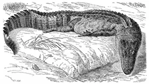 Historical graphic representation