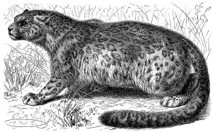 Historical graphic representation
