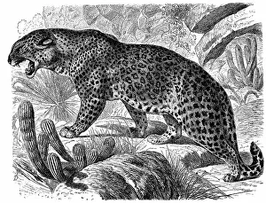 Historical graphic representation