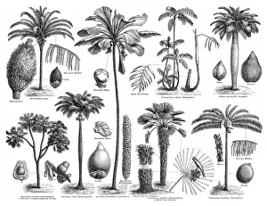 Historical graphic representation