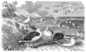 Historical graphic representation