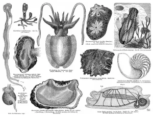 Historical graphic representation