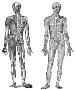 Historical illustration, 1896, human muscles