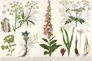 Historical illustration from the 19th Century