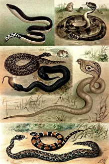 Historical illustration from the 19th Century
